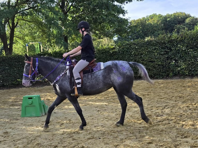 Appaloosa Mix Mare 4 years 15,1 hh Leopard-Piebald in Linkenbach
