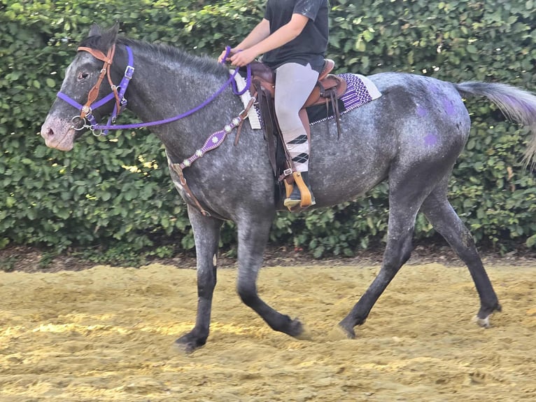 Appaloosa Mix Mare 4 years 15,1 hh Leopard-Piebald in Linkenbach