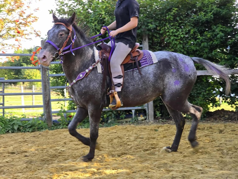 Appaloosa Mix Mare 4 years 15,1 hh Leopard-Piebald in Linkenbach