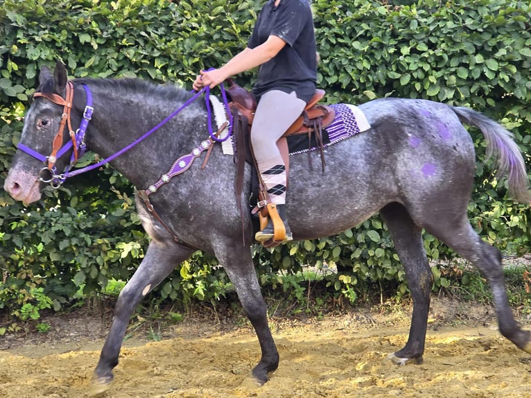 Appaloosa Mix Mare 4 years 15,1 hh Leopard-Piebald in Linkenbach