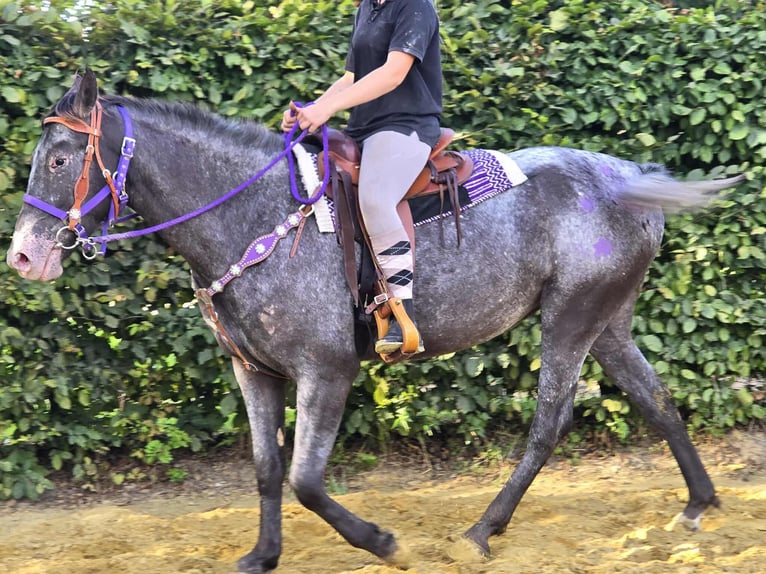 Appaloosa Mix Mare 4 years 15,1 hh Leopard-Piebald in Linkenbach