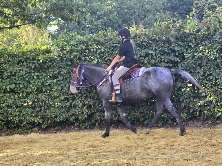 Appaloosa Mix Mare 4 years 15,1 hh Leopard-Piebald in Linkenbach