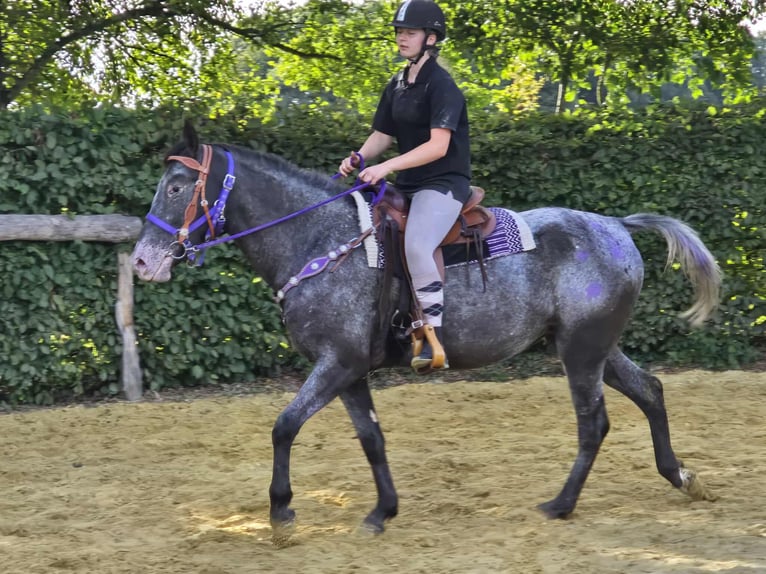 Appaloosa Mix Mare 4 years 15,1 hh Leopard-Piebald in Linkenbach