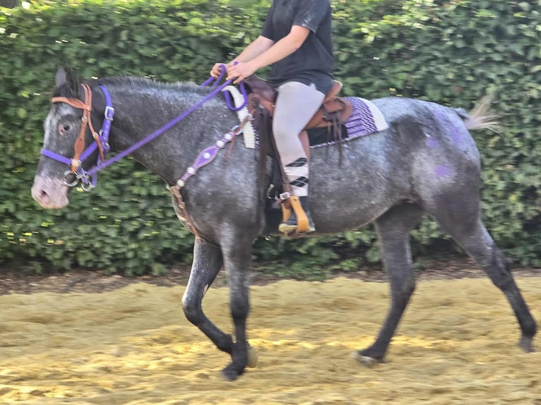 Appaloosa Mix Mare 4 years 15,1 hh Leopard-Piebald in Linkenbach