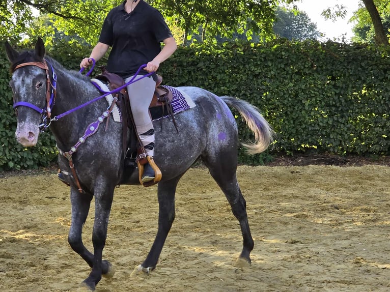 Appaloosa Mix Mare 4 years 15,1 hh Leopard-Piebald in Linkenbach