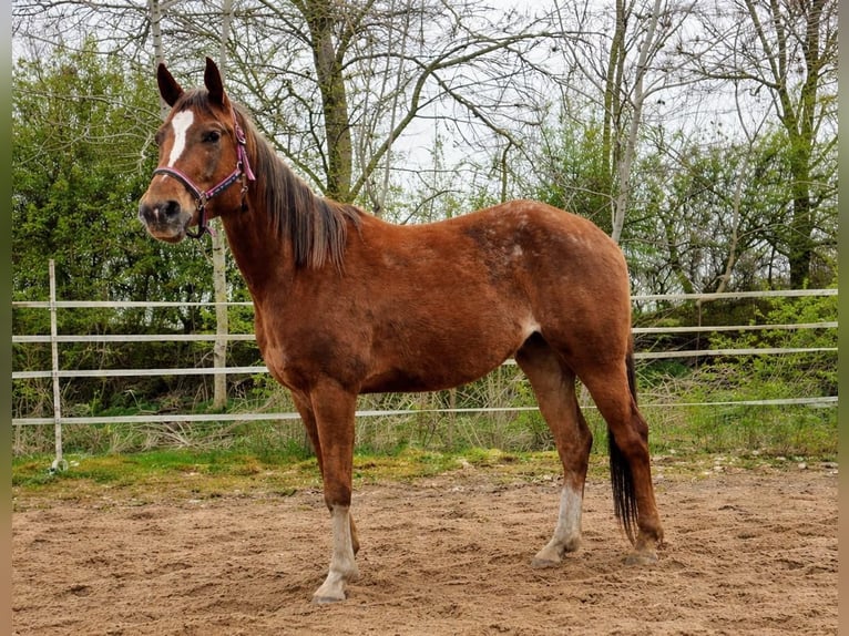 Appaloosa Mare 4 years 15,1 hh Sorrel in Dickel
