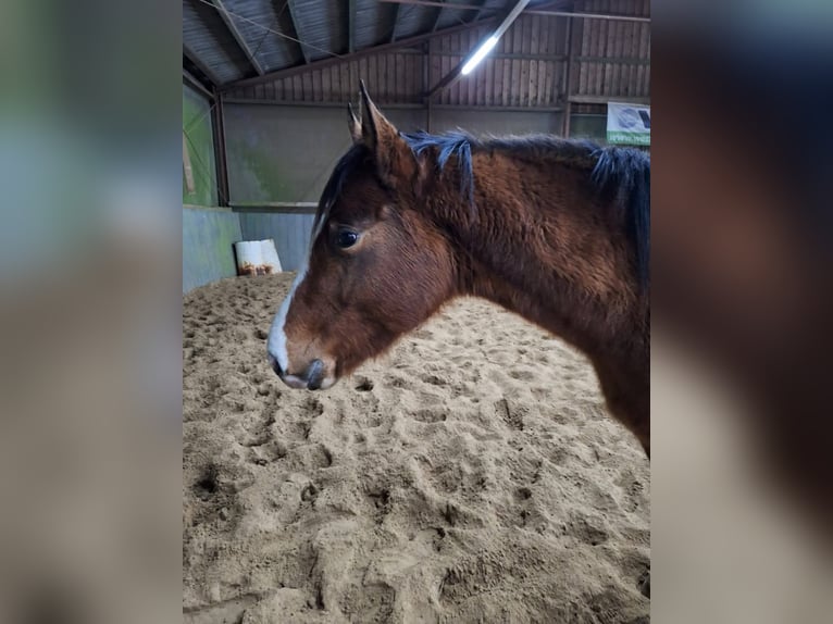 Appaloosa Mare 4 years 15,2 hh Brown in Rehden
