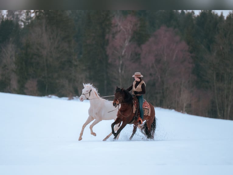 Appaloosa Mix Mare 4 years 16 hh Perlino in Lauchringen