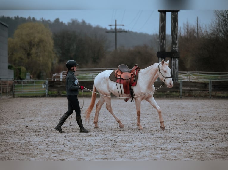 Appaloosa Mix Mare 4 years 16 hh Perlino in Lauchringen