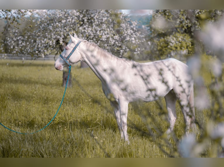 Appaloosa Mix Mare 4 years 16 hh Perlino in Lauchringen