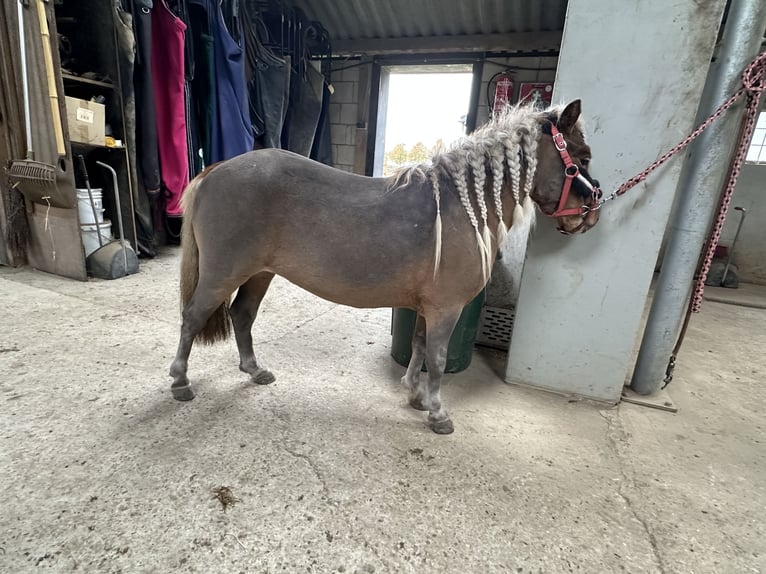 Appaloosa Mare 4 years 8,1 hh in Batenburg