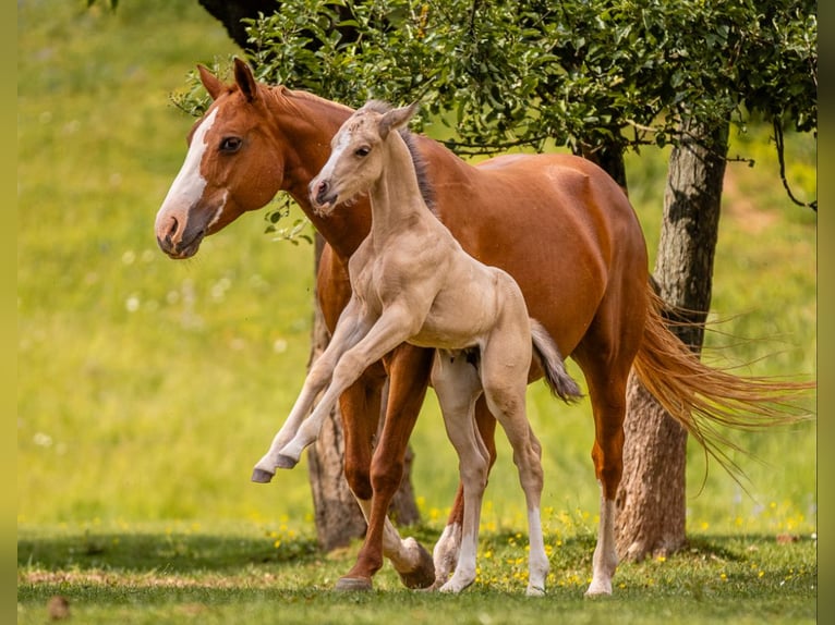Appaloosa Mare 4 years Brown in Berga-Wünschendorf