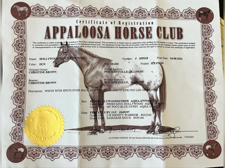 Appaloosa Mare 4 years Dun in Hardinsburg IN