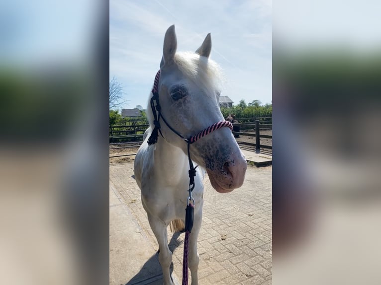 Appaloosa Mare 5 years 13,2 hh Leopard-Piebald in Beverwijk