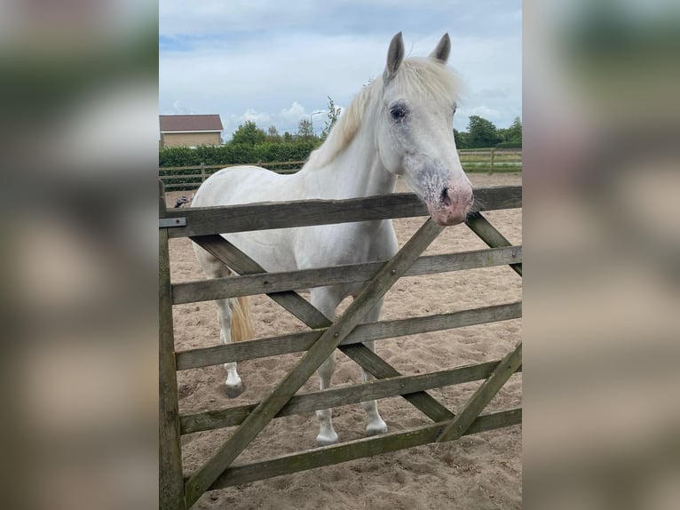 Appaloosa Mare 5 years 13,2 hh Leopard-Piebald in Beverwijk