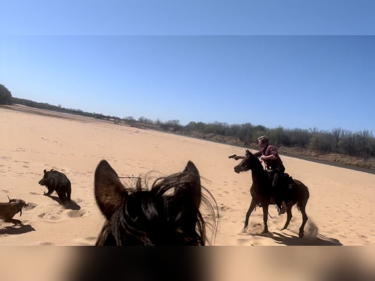 Appaloosa Mix Mare 5 years 13,2 hh Smoky-Black in Perkins