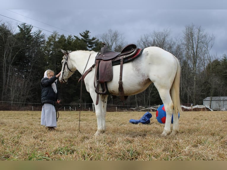 Appaloosa Stallion 2 years in Brookville, PA