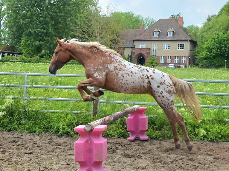 Appaloosa Mare 5 years 13.3 hh Leopard-Piebald in Naumburg