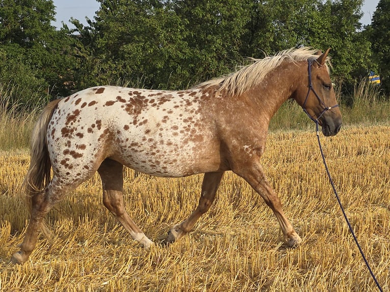 Appaloosa Mare 5 years 13.3 hh Leopard-Piebald in Naumburg