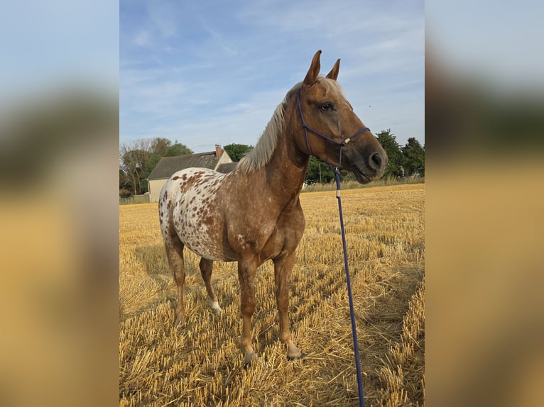 Appaloosa Mare 5 years 13.3 hh Leopard-Piebald in Naumburg
