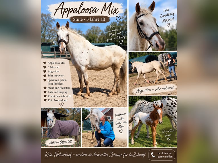 Appaloosa Mix Mare 5 years 14.1 hh Leopard-Piebald in Aurich