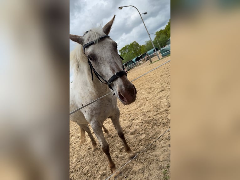 Appaloosa Mix Mare 5 years 14.1 hh Leopard-Piebald in Aurich