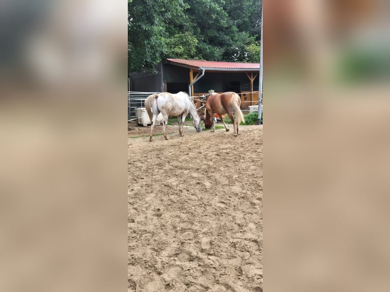 Appaloosa Mix Mare 5 years 14.1 hh Leopard-Piebald in Aurich