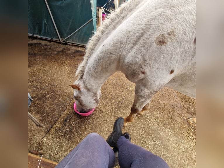 Appaloosa Mix Mare 5 years 14.1 hh Leopard-Piebald in Aurich