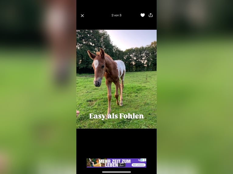 Appaloosa Mix Mare 5 years 14.1 hh Leopard-Piebald in Aurich
