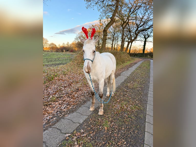 Appaloosa Mix Mare 5 years 14.1 hh Leopard-Piebald in Aurich