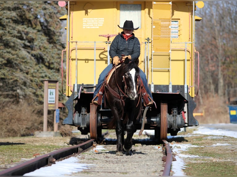 Appaloosa Mix Mare 5 years 14.2 hh Black in Clarion
