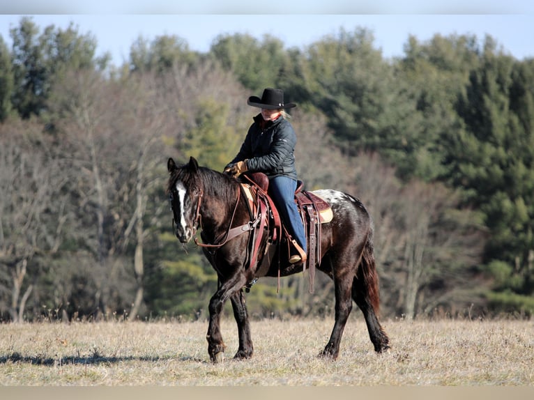 Appaloosa Mix Mare 5 years 14.2 hh Black in Clarion