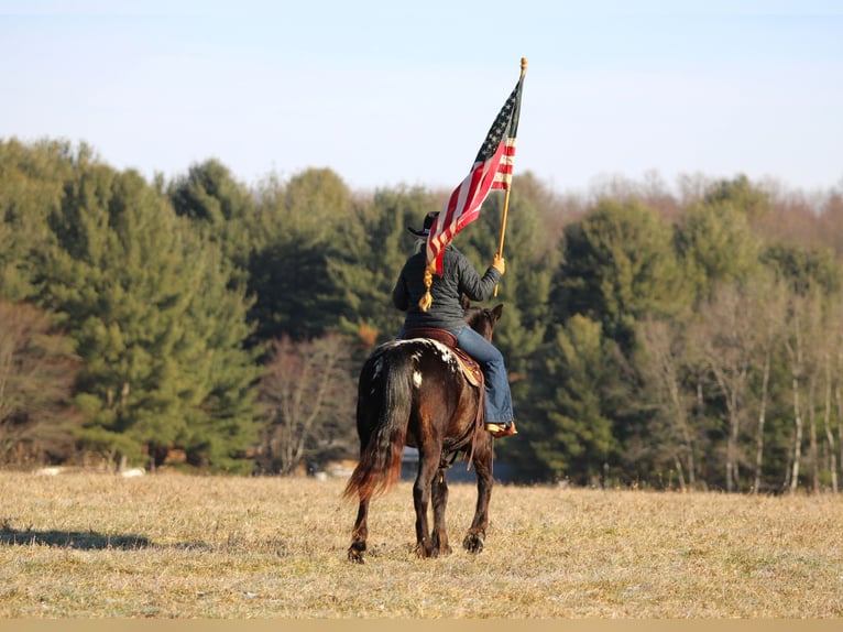 Appaloosa Mix Mare 5 years 14.2 hh Black in Clarion