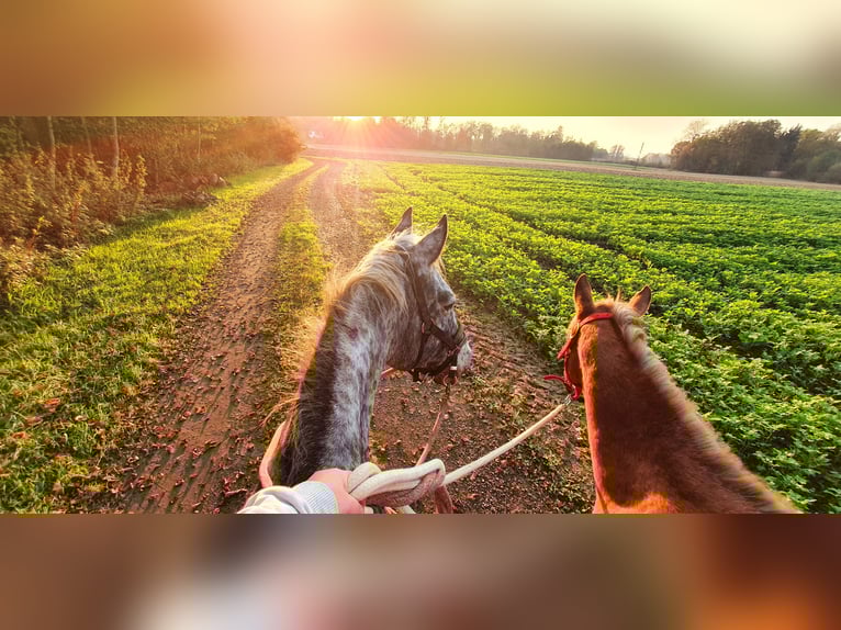 Appaloosa Mare 5 years 14.2 hh Chestnut-Red in Obervogau
