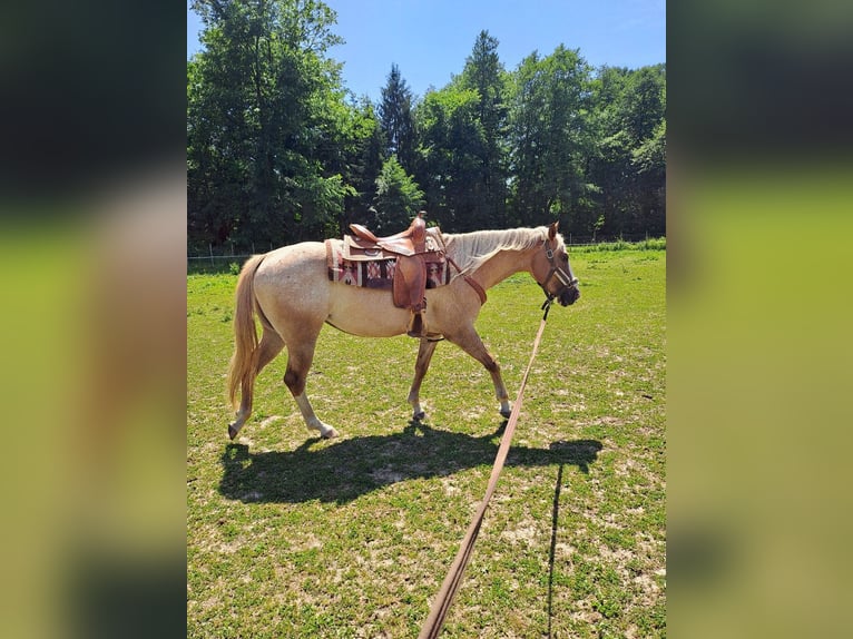Appaloosa Mare 5 years 14.2 hh Chestnut-Red in Obervogau