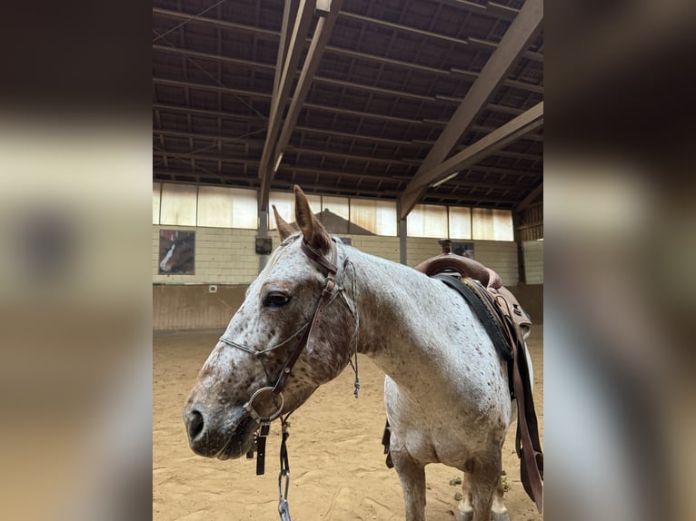 Appaloosa Mare 5 years 14,2 hh Chestnut-Red in Schlüsselfeld