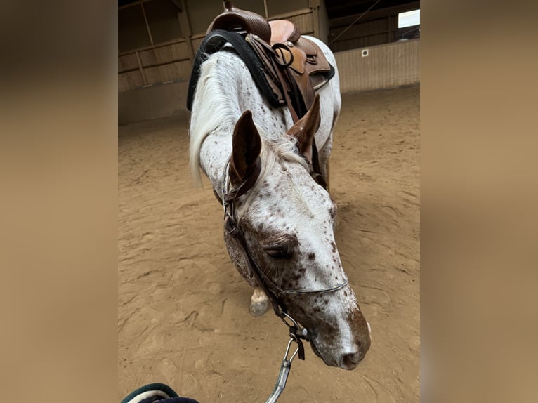 Appaloosa Mare 5 years 14,2 hh Chestnut-Red in Schlüsselfeld