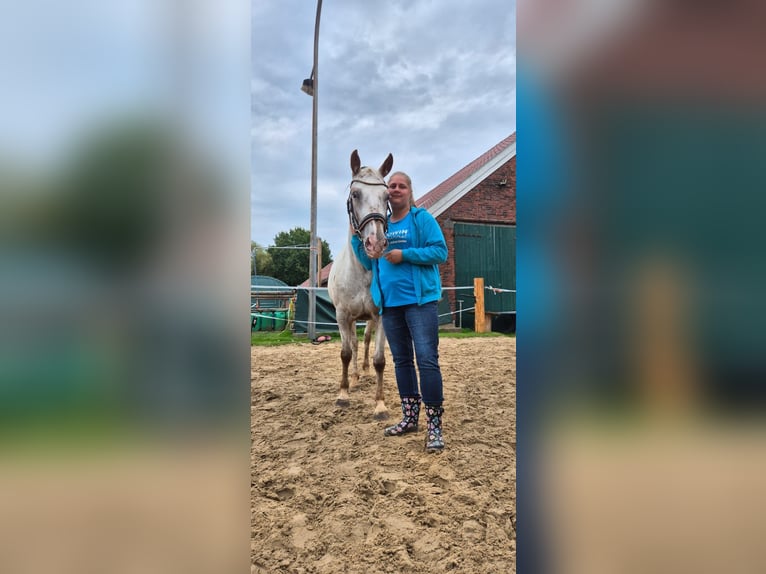 Appaloosa Mix Mare 5 years 14.2 hh Leopard-Piebald in Aurich