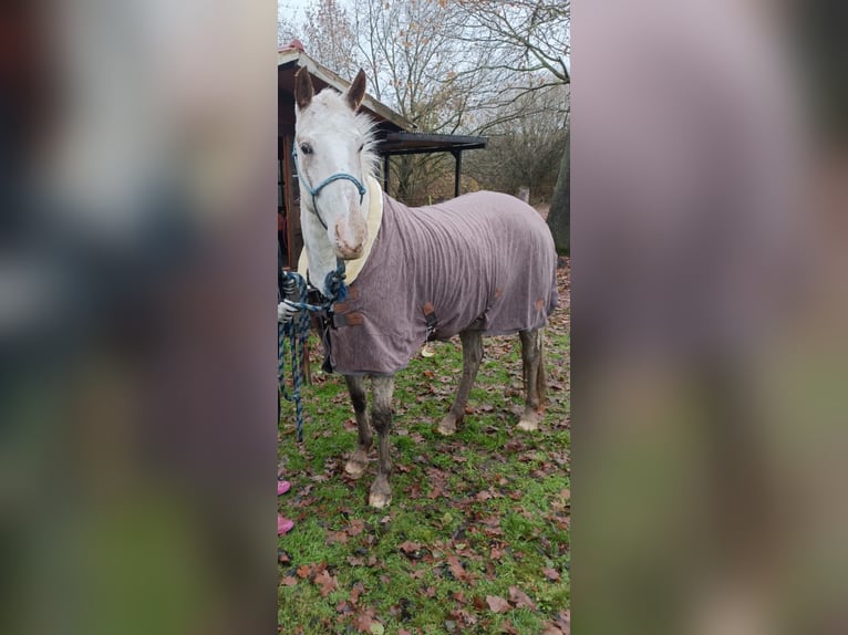 Appaloosa Mix Mare 5 years 14.2 hh Leopard-Piebald in Aurich