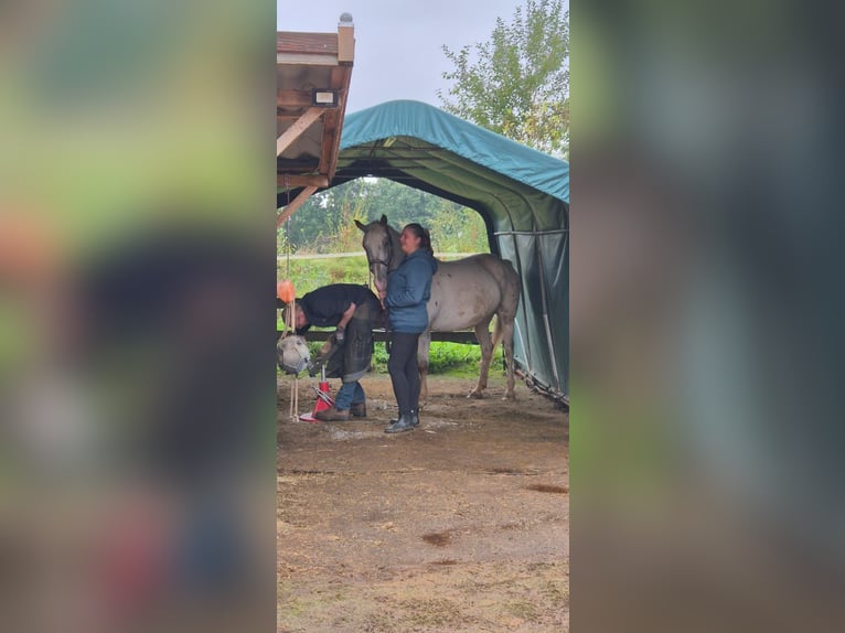 Appaloosa Mix Mare 5 years 14.2 hh Leopard-Piebald in Aurich