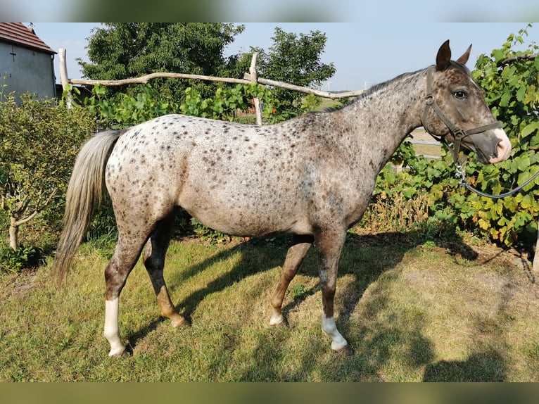 Appaloosa Mix Mare 5 years 14,2 hh Leopard-Piebald in Wust-Fischbeck