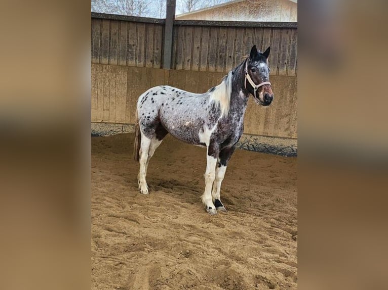 Appaloosa Mare 5 years 14.2 hh Leopard-Piebald in Rain