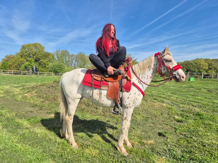 Appaloosa Mare 5 years 14.2 hh Leopard-Piebald in Linkenbach