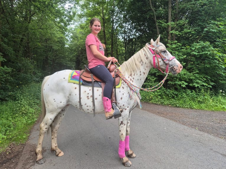 Appaloosa Mare 5 years 14.2 hh Leopard-Piebald in Linkenbach