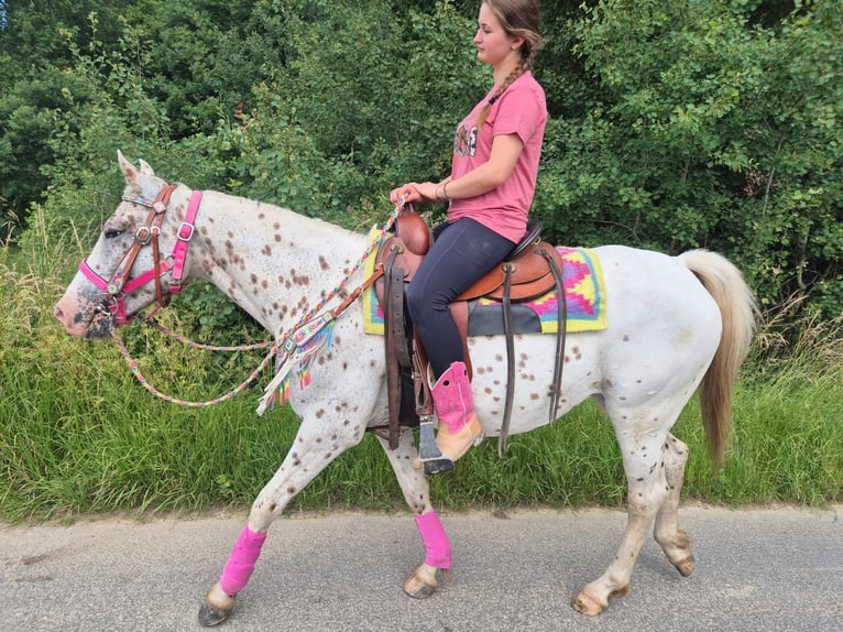 Appaloosa Mare 5 years 14.2 hh Leopard-Piebald in Linkenbach