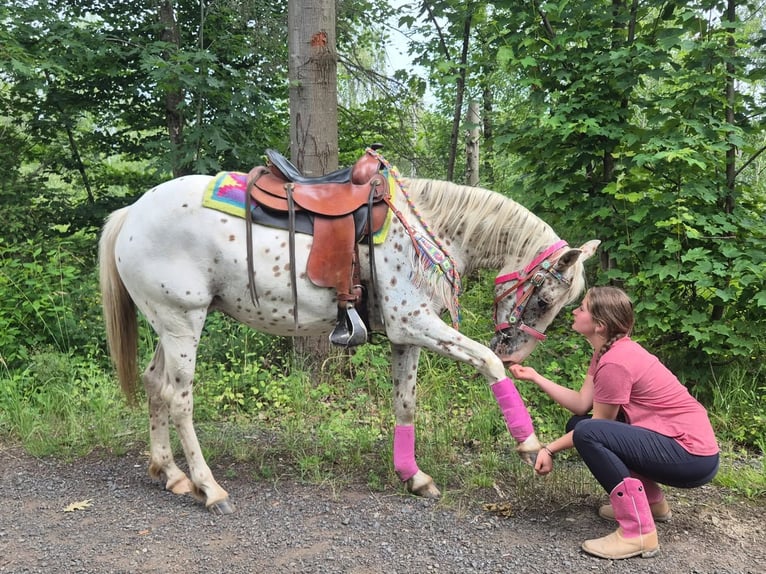 Appaloosa Mare 5 years 14.2 hh Leopard-Piebald in Linkenbach