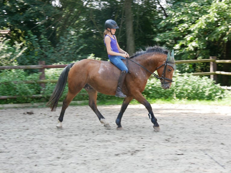 Appaloosa Mix Mare 5 years 14,3 hh in Dorsten