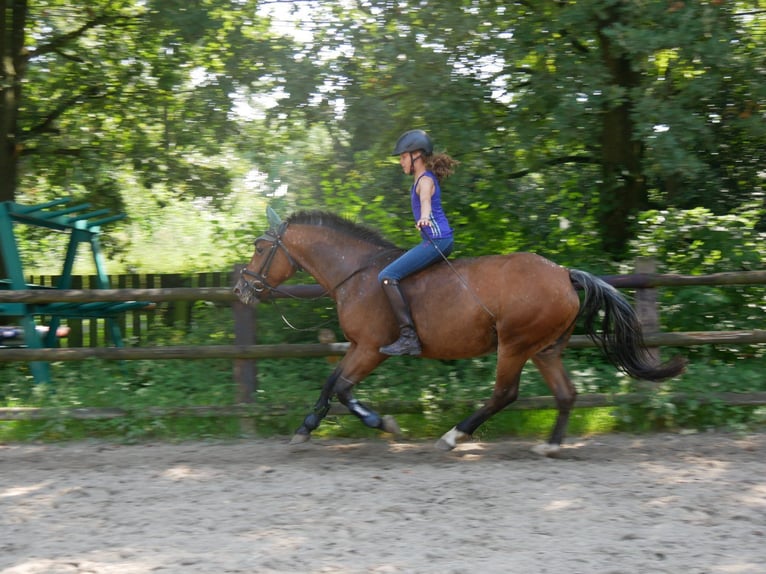 Appaloosa Mix Mare 5 years 14,3 hh in Dorsten