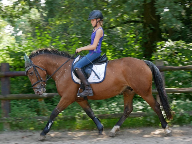 Appaloosa Mix Mare 5 years 14,3 hh in Dorsten
