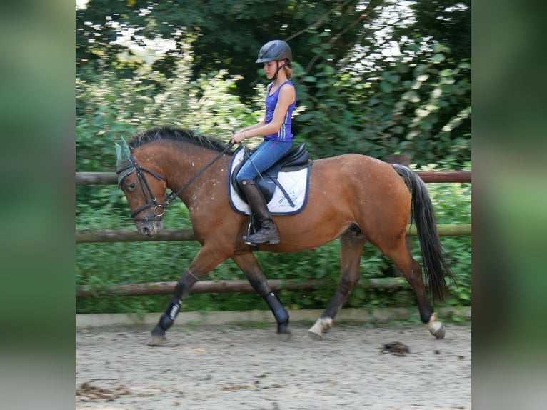 Appaloosa Mix Mare 5 years 14,3 hh in Dorsten